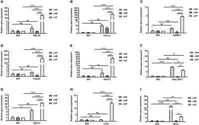 inlF Enhances Listeria monocytogenes Early-Stage Infection by Inhibiting the Inflammatory Response